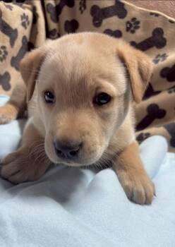 Mocha -  Labrador Retriever Dog for Adoption in Huntingtown, Maryland - Mocha | PetCurious