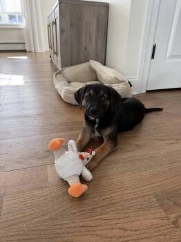 Labrador Retriever Dogs Available for Adoption - Biggie | PetCurious