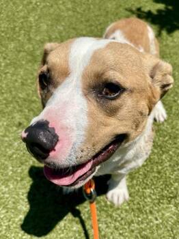 2018 Toyota Corolla LE -  Mixed Breed Dog for Adoption in Wichita, Kansas - 2018 Toyota Corolla LE | PetCurious