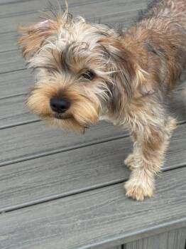 Yorkshire Terrier and Bichon Frise Dogs Available for Adoption - Sherlock | PetCurious