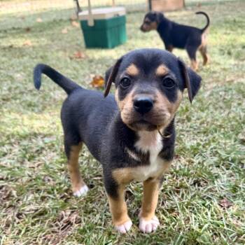 Cooper_2_3 -  Beagle and Mixed Breed Dog for Adoption in Opelika, Alabama - Cooper_2_3 | PetCurious