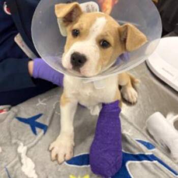 Terrier and Husky Dogs Available for Adoption - Dug | PetCurious