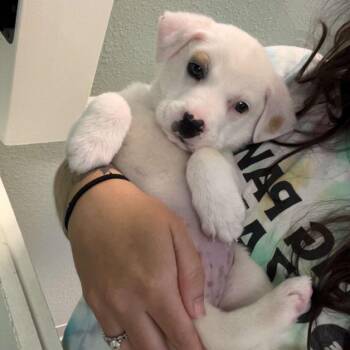 Noah -  Shepherd Dog for Adoption in Fayetteville, Arkansas - Noah | PetCurious