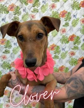 Clover -  Feist Dog for Adoption in Caro, Michigan - Clover | PetCurious