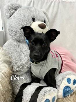 Chihuahua and Miniature Pinscher Dogs Available for Adoption - Clover | PetCurious
