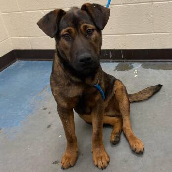 Mixed Breed Dogs Available for Adoption in Memphis, Tennessee - REX | PetCurious