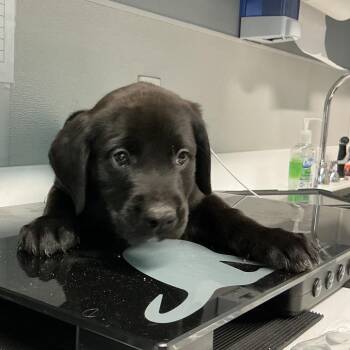 Herbert -  Black Labrador Retriever and Mixed Breed Dog for Adoption in Saint Joseph, Missouri - Herbert | PetCurious