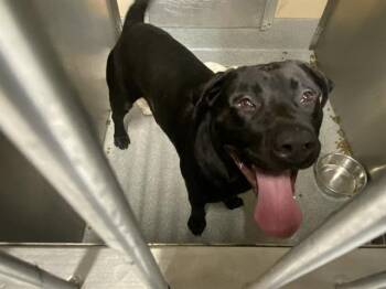 Labrador Retriever and Mixed Breed Dogs Available for Adoption in Tustin, California - LOKI | PetCurious