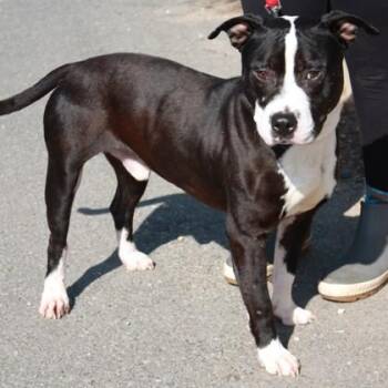 Pit Bull Terrier and Mixed Breed Dogs Available for Adoption in Richmond, Virginia - Snuffle | PetCurious