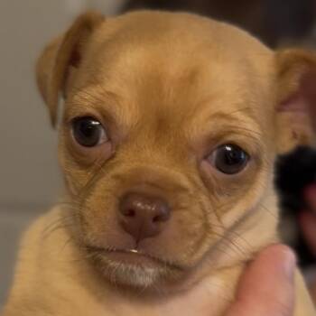Mae -  Chihuahua and Pug Dog for Adoption in Midland, Texas - Mae | PetCurious