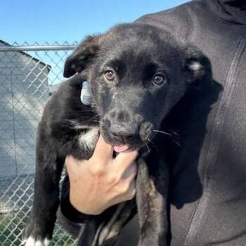Willow -  Mixed Breed Dog Available for Adoption in Cooperstown, New York - Willow | PetCurious