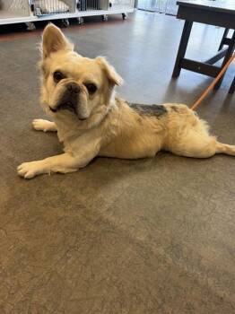 REGINALD -  French Bulldog Dog for Adoption in Ontario, California - REGINALD | PetCurious