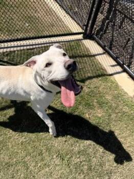 Labrador Retriever and Mixed Breed Dogs Available for Adoption - Marty | PetCurious