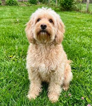 Cocker Spaniel and Poodle Dogs Available for Adoption in St. Augustine, Florida - Hemma | PetCurious