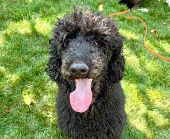 Rescue Standard Poodle and Mixed Breed Dogs for Adoption in Elk Grove Village, Illinois - Abe Lincoln | PetCurious