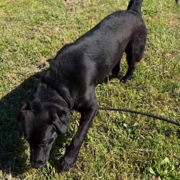 Murray * -  Labrador Retriever and Mixed Breed Dog for Adoption in Wadena, Minnesota - Murray * | PetCurious