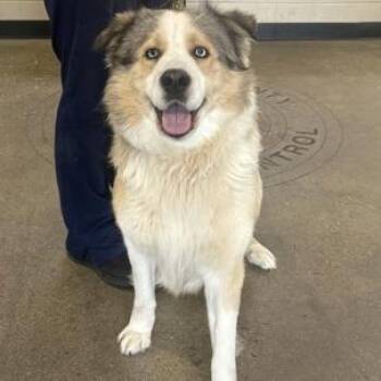 Husky Dogs Available for Adoption - CT Lupin | PetCurious