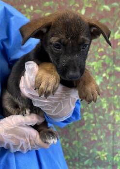 Marky -  Shepherd and Mixed Breed Dog for Adoption in San Antonio, Texas - Marky | PetCurious