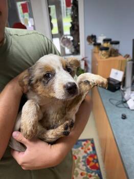 River -  Australian Shepherd Dog for Adoption in Statesville, North Carolina - River | PetCurious
