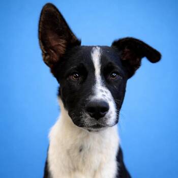 Mixed Breed Dogs Available for Adoption in Mankato, Minnesota - Teddy | PetCurious