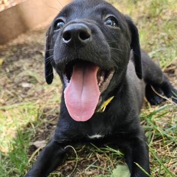 July -  Labrador Retriever and Hound Dog for Adoption in Rock Hill, South Carolina - July | PetCurious