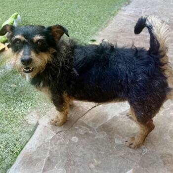 Penny lane -  Yorkshire Terrier and Poodle Dog for Adoption in Norwalk, Connecticut - Penny Lane | PetCurious
