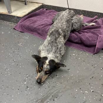 Ying -  Mixed Breed Dog for Adoption in Columbiana, Alabama - Ying | PetCurious