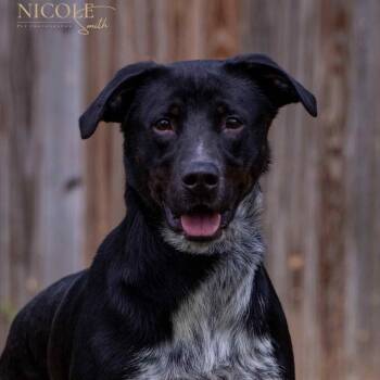 Rescue Labrador Retriever and German Shorthaired Pointer Dogs for Adoption in Henderson, Kentucky - Bandit | PetCurious
