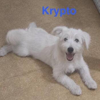 Krypto -  Terrier Dog for Adoption in Albany, New York - Krypto | PetCurious