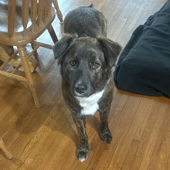 Shepherd and Mixed Breed Dogs Available for Adoption - Helen | PetCurious