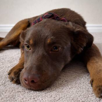 Chocolate Labrador Retriever and Australian Shepherd Dogs Available for Adoption - Tupper  | PetCurious