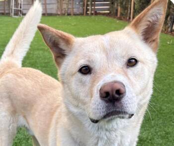 Maru -  Jindo Dog for Adoption in San Ramon, California - Maru | PetCurious