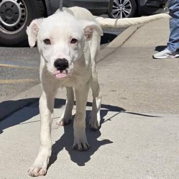 Peter Pan -  Labrador Retriever and Mixed Breed Dog Available for Adoption in Voorhees Township, New Jersey - Peter Pan | PetCurious