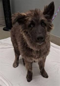 JASPER -  Husky and German Shepherd Dog Dog for Adoption in Las Vegas, Nevada - JASPER | PetCurious