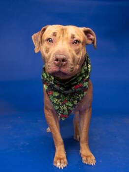 Sushi Williams -  Mixed Breed Dog for Adoption in Atlanta, Georgia - Sushi Williams | PetCurious