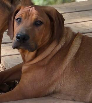 Coonhound and Terrier Dogs Available for Adoption - Jethro | PetCurious