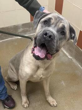 Mastiff Dogs Available for Adoption - Marty | PetCurious