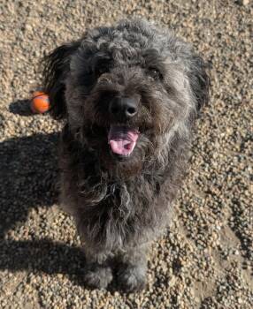 Hobbs ADOPTED -  Aussiedoodle Dog for Adoption in Waverly, Iowa - Hobbs ADOPTED | PetCurious