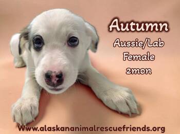 Australian Shepherd and Labrador Retriever Dogs Available for Adoption - Autumn | PetCurious