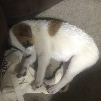 Mixed Breed Dogs Available for Adoption - Betty | PetCurious