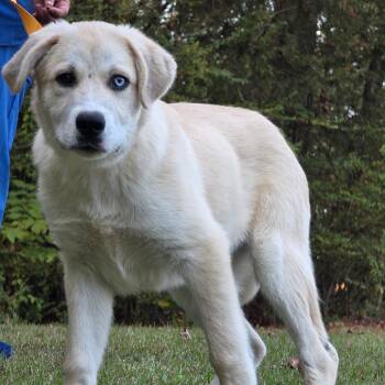 Rescue Great Pyrenees Dogs for Adoption in Clanton, Alabama - Pisces | PetCurious