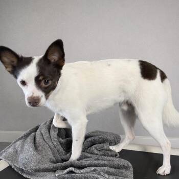 Terrier and Chihuahua Dogs Available for Adoption - Jack | PetCurious