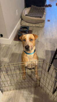 Rescue Labrador Retriever and Australian Cattle Dog Blue Heeler Dogs for Adoption in Charlotte, North Carolina - Spencer | PetCurious