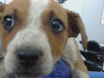 Mixed Breed Dogs Available for Adoption in Holbrook, New York - CHLOE | PetCurious