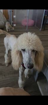 Missy -  Standard Poodle Dog for Sale in Wittmann, Arizona - Missy | PetCurious