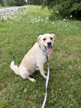 Arlie- Transport -  Labrador Retriever and Mixed Breed Dog for Adoption in Gradyville, Kentucky - Arlie- Transport | PetCurious