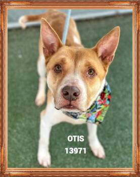 Rescue Australian Cattle Dog Blue Heeler Dogs for Adoption in Marietta, Georgia - OTIS | PetCurious
