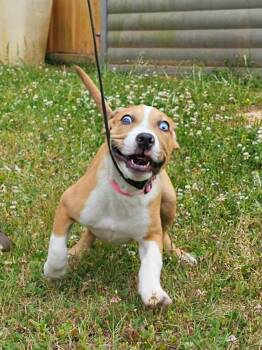 Mixed Breed Dogs Available for Adoption in Clinton, Wisconsin - Mocha | PetCurious