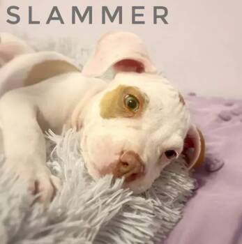 Slammer -  Mixed Breed Dog for Adoption in Wyoming, Michigan - Slammer | PetCurious
