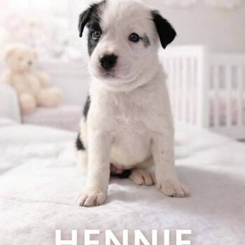 Hennie -  Border Collie and Australian Cattle Dog Blue Heeler Dog for Adoption in Lucas, Texas - Hennie | PetCurious